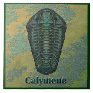 Calymene Niagarensis fossil Trilobite Kakelplatta
