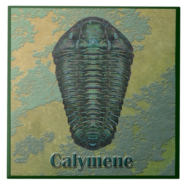 Calymene Niagarensis Fossil Trilobite Kakelplatta (Framsidan)