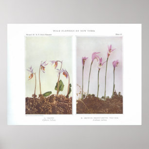 Calypso - Cythera bulbosa Poster