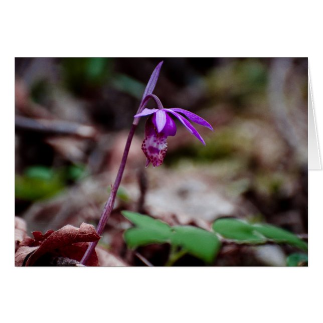 Calypso Orchid OBS Kort (Framsidan Horizontal)