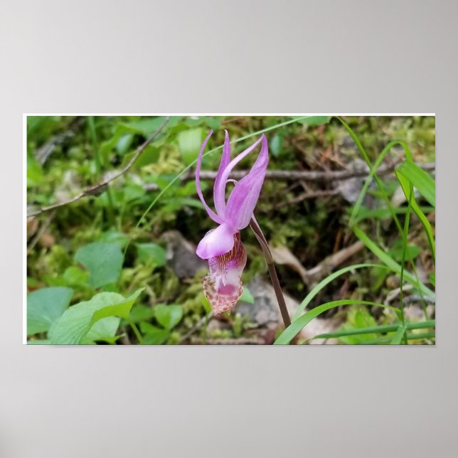 Calypso Orchid Poster (Framsidan)