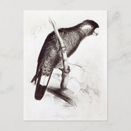 Calyptorhynchus Baudinii eller Baudins Cockatoo Vykort