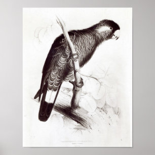 Calyptorhynchus Baudinii eller Baudins kakadua Poster