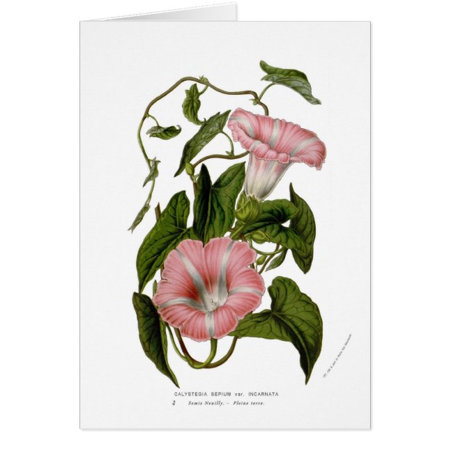Calystegiasepium var. incarnata hälsningskort (Framsidan)