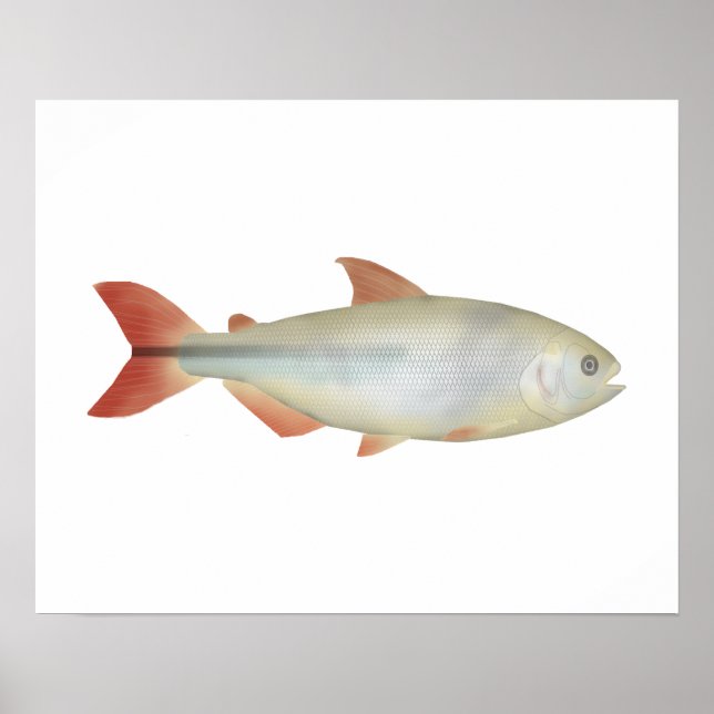 Camapuã Poster (Framsidan)