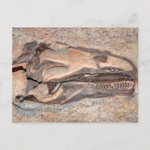 Camarasaurus Skull - Dinosaur National Monument Vykort