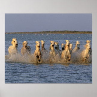 Camargue (Equus caballus) Poster