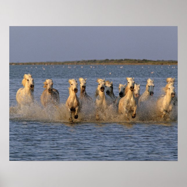 Camargue (Equus caballus) Poster (Framsidan)