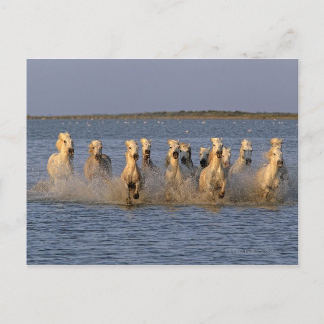 Camargue (Equus caballus) Vykort (Framsida)