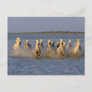 Camargue (Equus caballus) Vykort