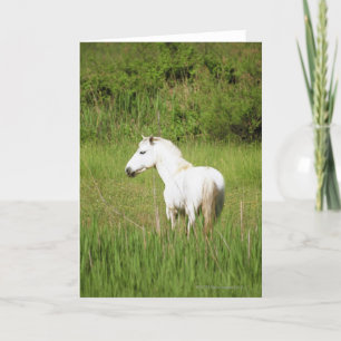 Camargue häst i Alpesen Cote d'Azur av Kort