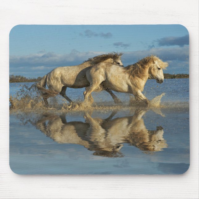 Camargue-hästar och spegling, södra Frankrike Musmatta (Framsidan)