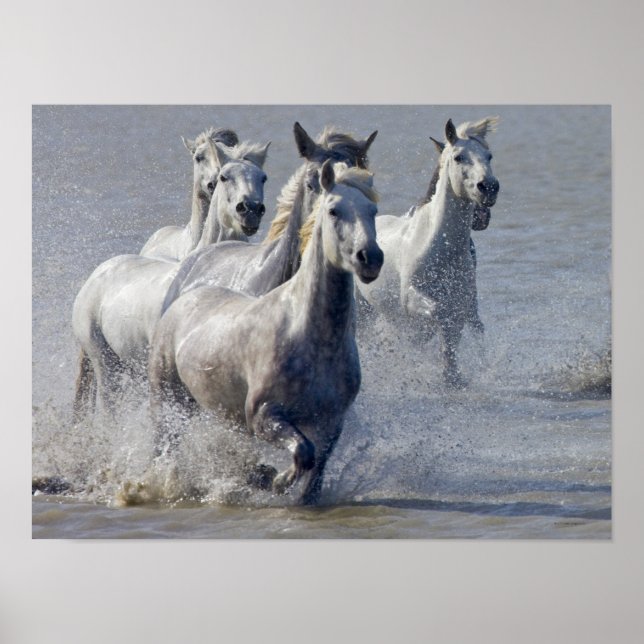 Camargue-hästar på marshland till kor poster (Framsidan)