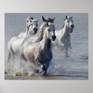 Camargue-hästar på marshland till kor poster