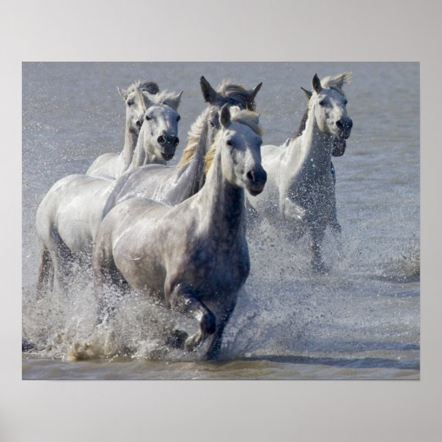 Camargue-hästar på marshland till kor poster (Framsidan)