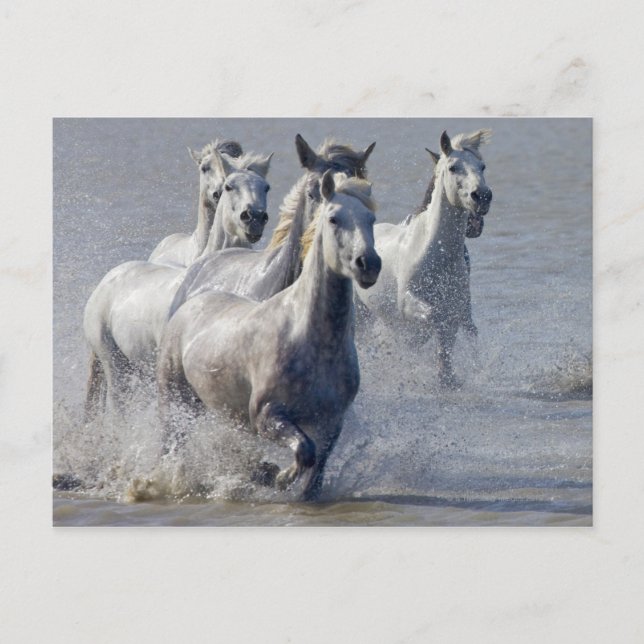Camargue-hästar på marshland till kor vykort (Framsida)