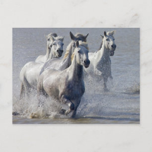 Camargue-hästar på marshland till kor vykort