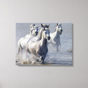 Camargue hästar som är rinnande på marsklan som canvastryck