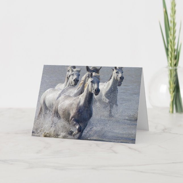 Camargue hästar som är rinnande på marsklan som kort (Framsida)