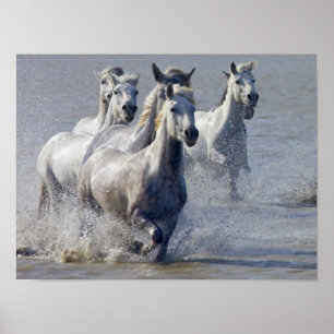 Camargue hästar som är rinnande på marsklan som poster