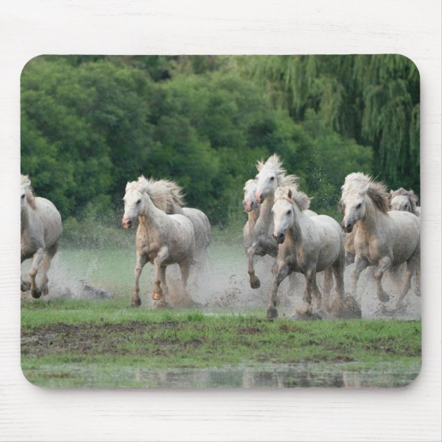 Camargue-hästar springer i vatten musmatta (Framsidan)