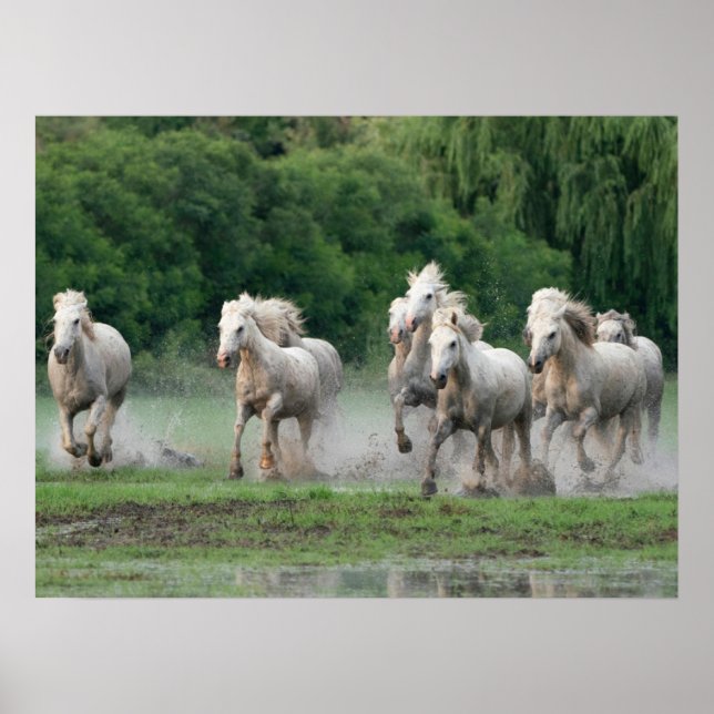 Camargue-hästar springer i vatten poster (Framsidan)