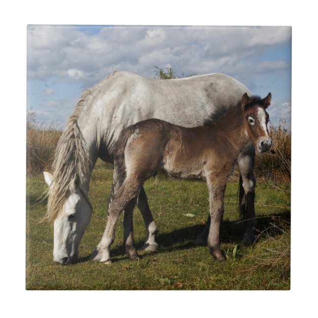 Camargue-hästföl med mamma kakelplatta (Framsidan)
