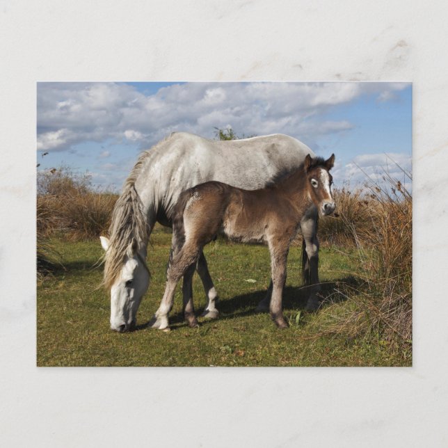 Camargue-hästföl med mamma vykort (Framsida)