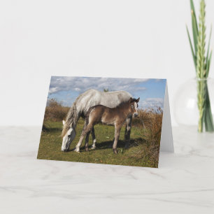 Camargue Horse Foal med Mor Kort
