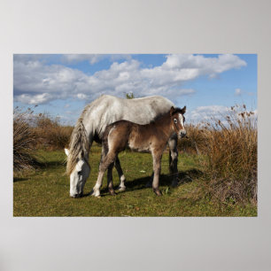 Camargue Horse Foal med Mor Poster
