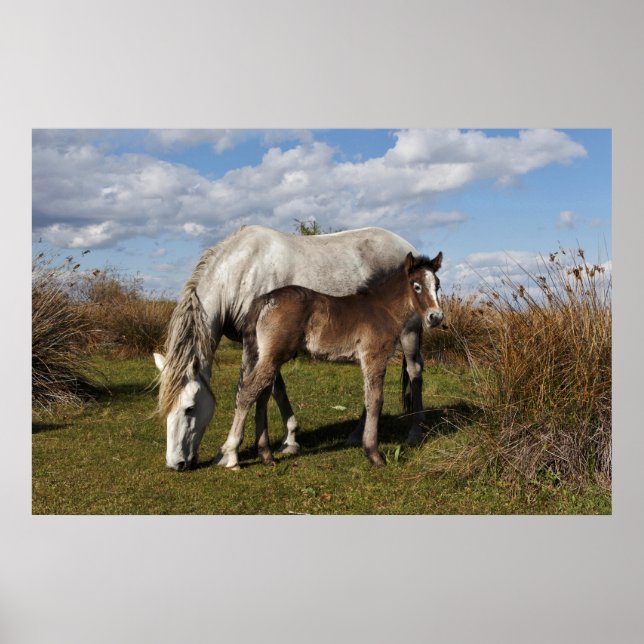 Camargue Horse Foal med Mor Poster (Framsidan)