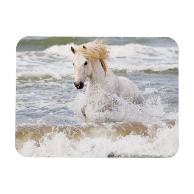 Camargue Horse i Surfan Magnet (Horisontell)