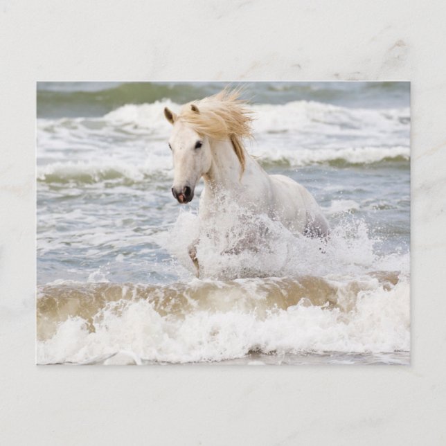 Camargue Horse i Surfan Vykort (Framsida)