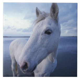 Camargue Horse Kakelplatta