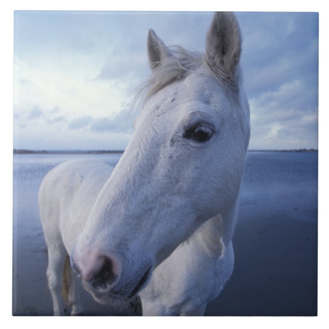 Camargue Horse Kakelplatta (Framsidan)
