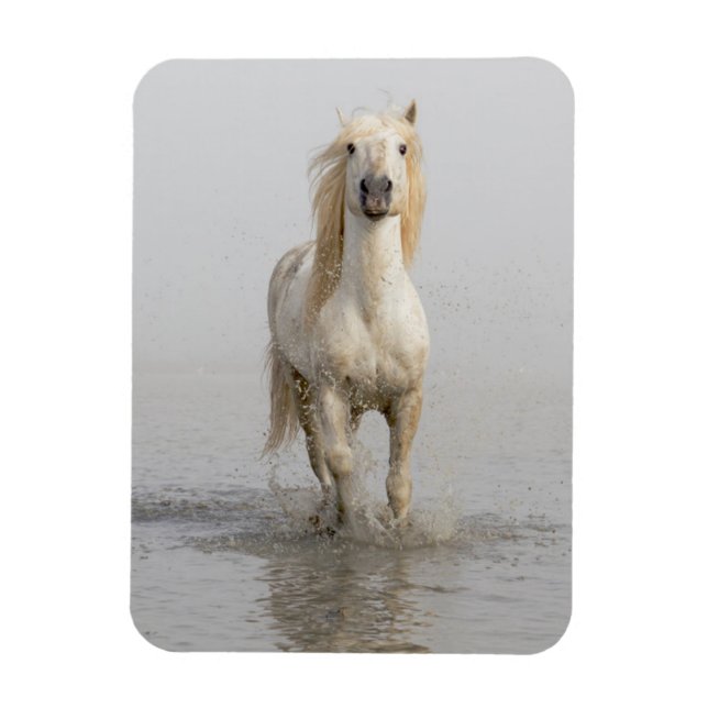 Camargue Horse Running i Vatten Magnet (Vertikal)