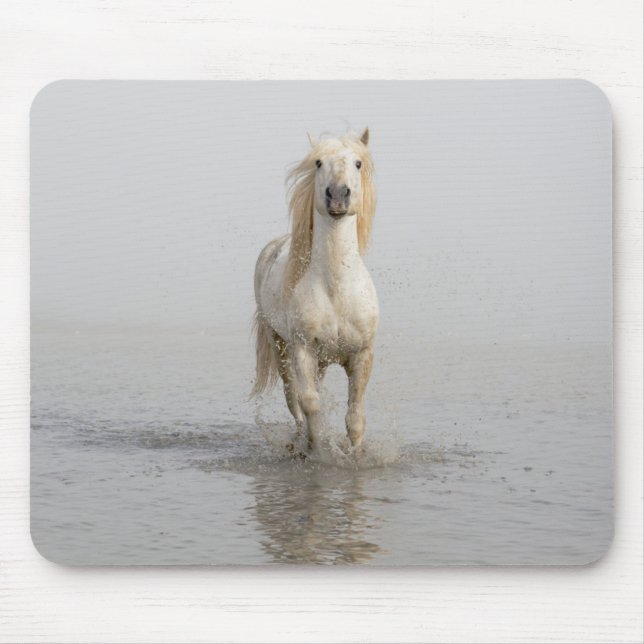 Camargue Horse Running i Vatten Musmatta (Framsidan)