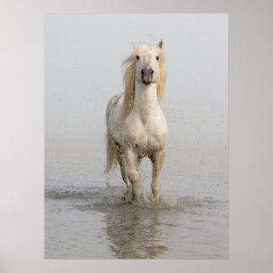 Camargue Horse Running i Vatten Poster