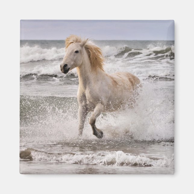 Camargue Horse Running ut ur Surfan Magnet (Framsidan)