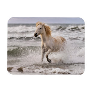 Camargue Horse Running ut ur Surfan Magnet