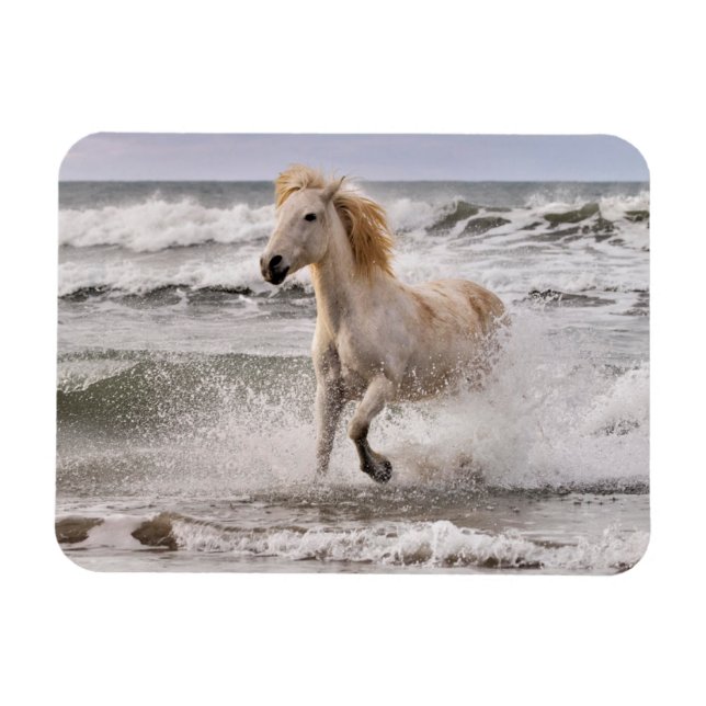Camargue Horse Running ut ur Surfan Magnet (Horisontell)