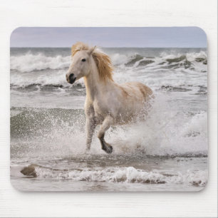 Camargue Horse Running ut ur Surfan Musmatta