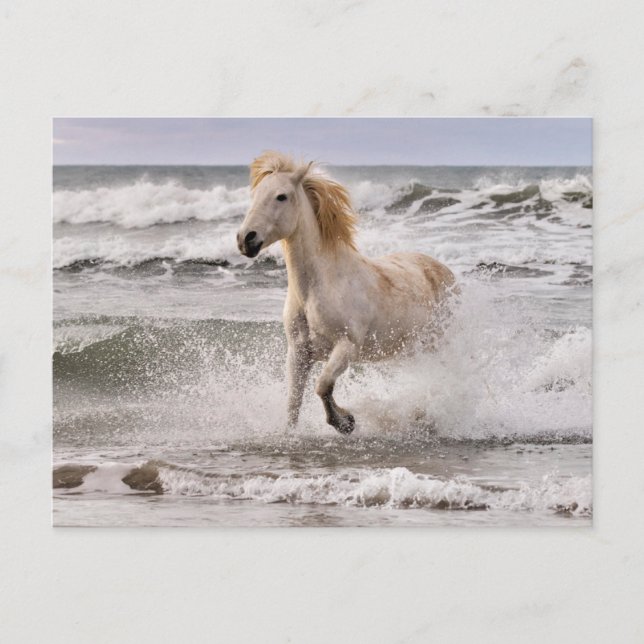 Camargue Horse Running ut ur Surfan Vykort (Framsida)