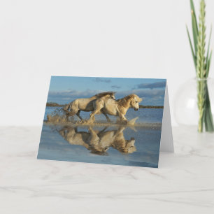 Camargue Horses and Reflection, Södra Frankriket Kort