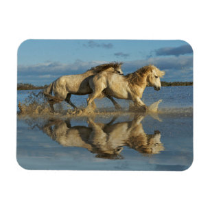 Camargue Horses and Reflection, Södra Frankriket Magnet
