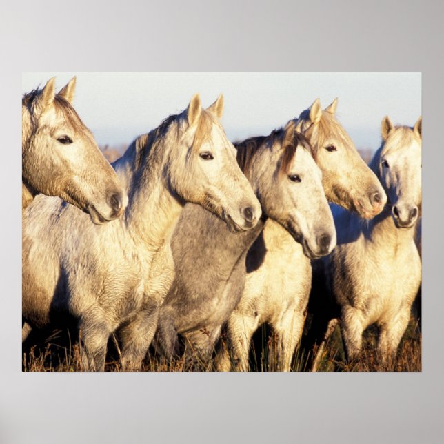 Camargue Horses (Eguus caballus) Poster (Framsidan)