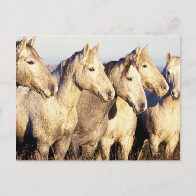 Camargue Horses (Eguus caballus) Vykort (Framsida)