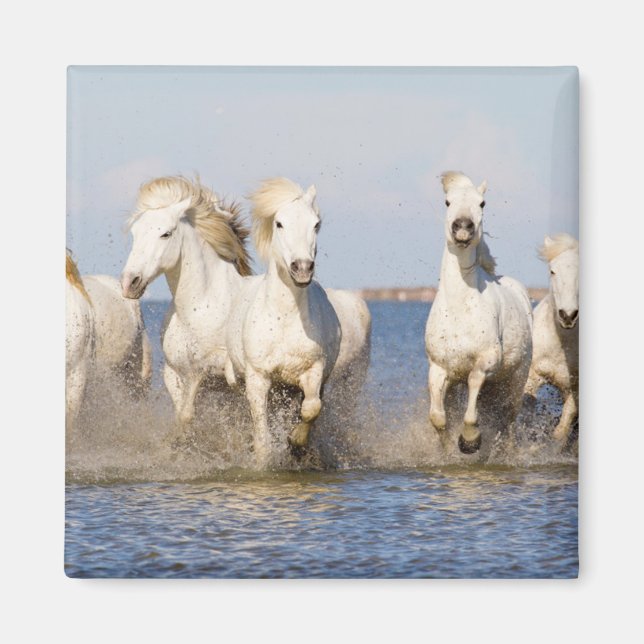 Camargue Horses Magnet (Framsidan)