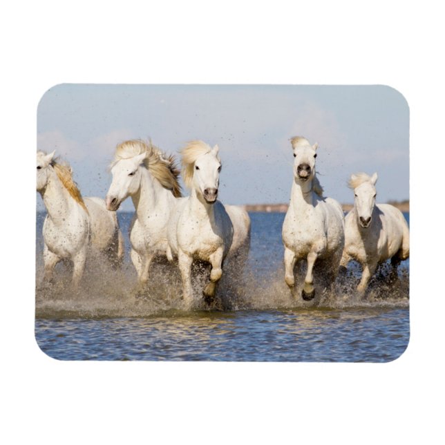 Camargue Horses Magnet (Horisontell)