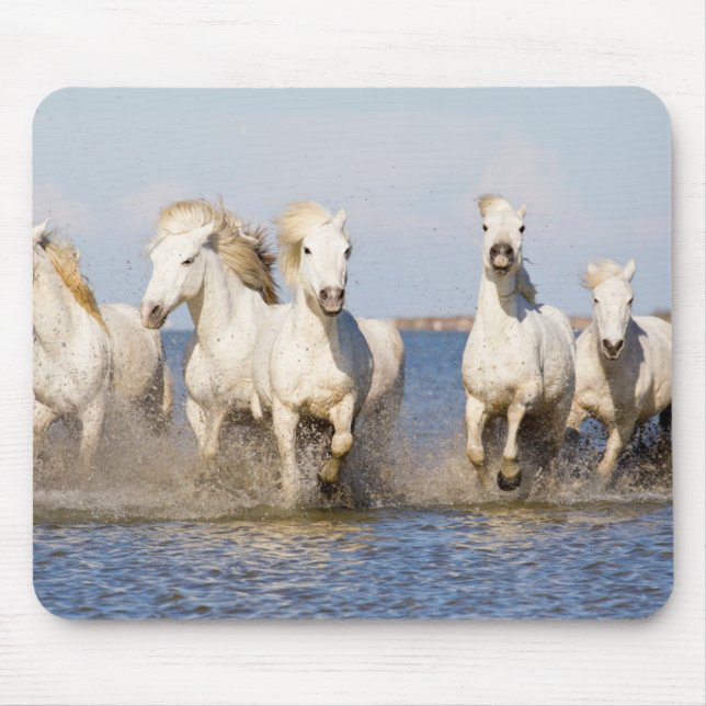 Camargue Horses Musmatta (Framsidan)